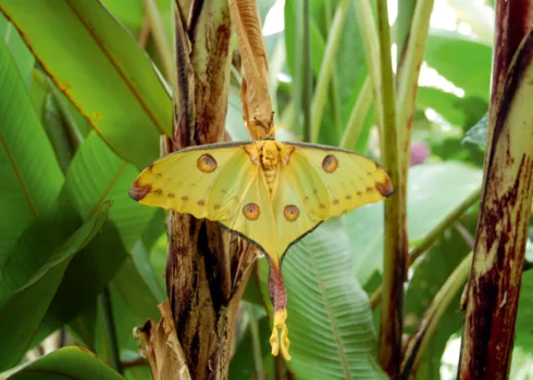 Le Carbet Amazonien - Ferme d’élevage de papillons tropicaux et paléarctiques