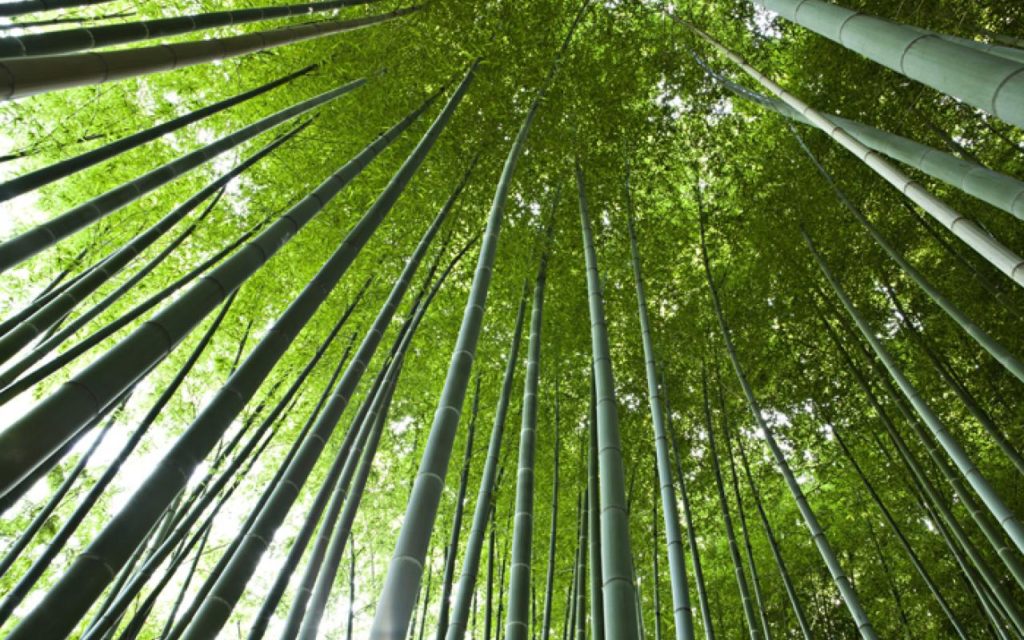 bambouseraie 3