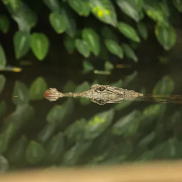 La granja de cocodrilos - Reserva Tropical