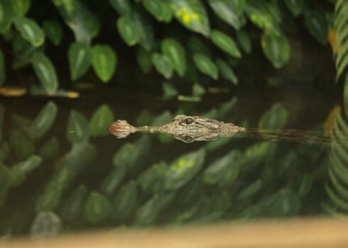 La Ferme aux Crocodiles