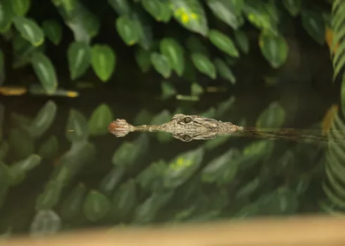 La Ferme aux Crocodiles – Réserve Tropicale