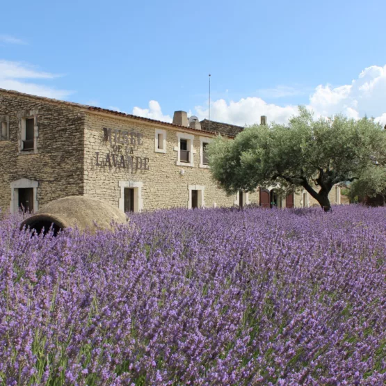 Museo de la Lavanda