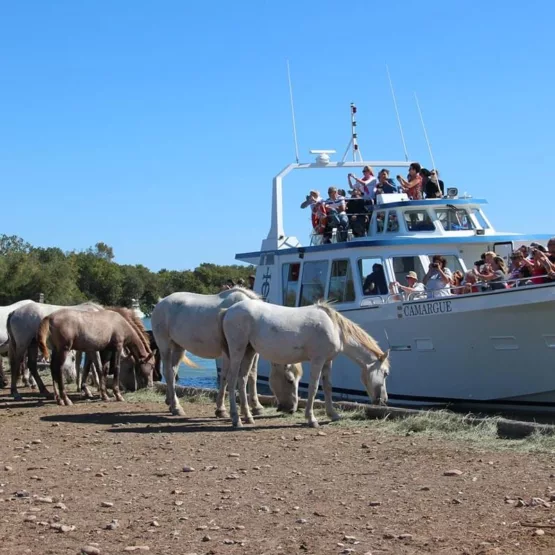 Barco : Le Camargue
