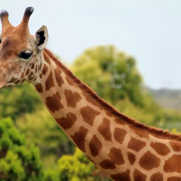 Parc animalier de La Barben