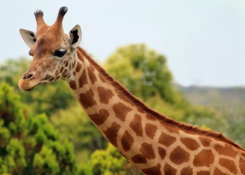 Parc animalier de La Barben