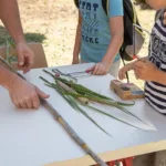 Atelier créatif : observation des petites bêtes étranges des jardins