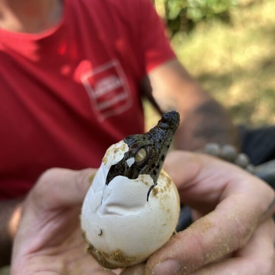 Jeunes crocodiles du Nil nés naturellement à la Ferme aux Crocodiles de Pierrelatte