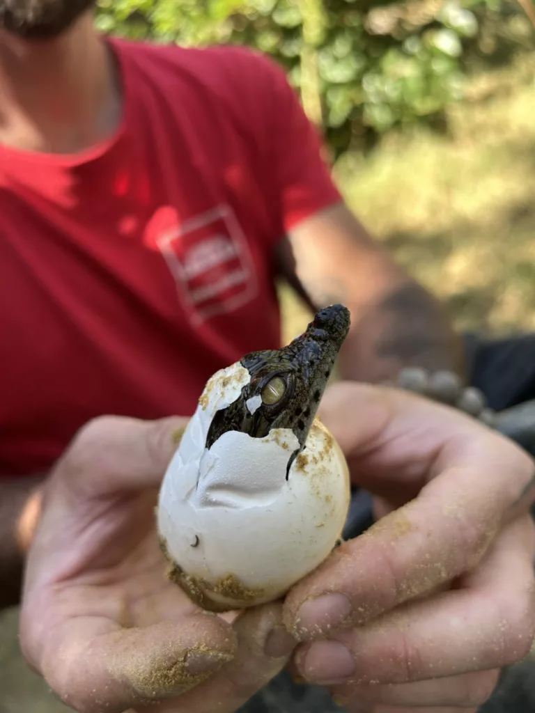 Jeunes crocodiles du Nil nés naturellement à la Ferme aux Crocodiles de Pierrelatte