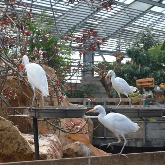 All Saints' Day holidays at the Ferme aux Crocodiles